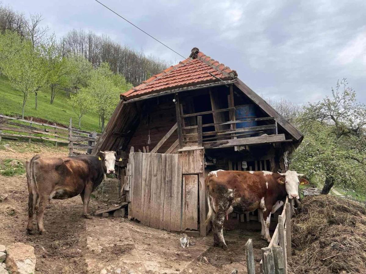 Hotel Family Owned Self Sufficient Eco Farm Tara à Pljevlja Extérieur photo